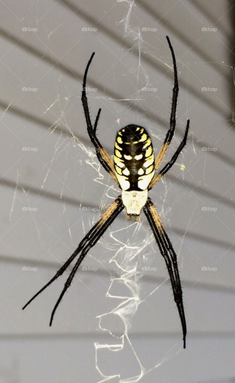 Black & Yellow Spider