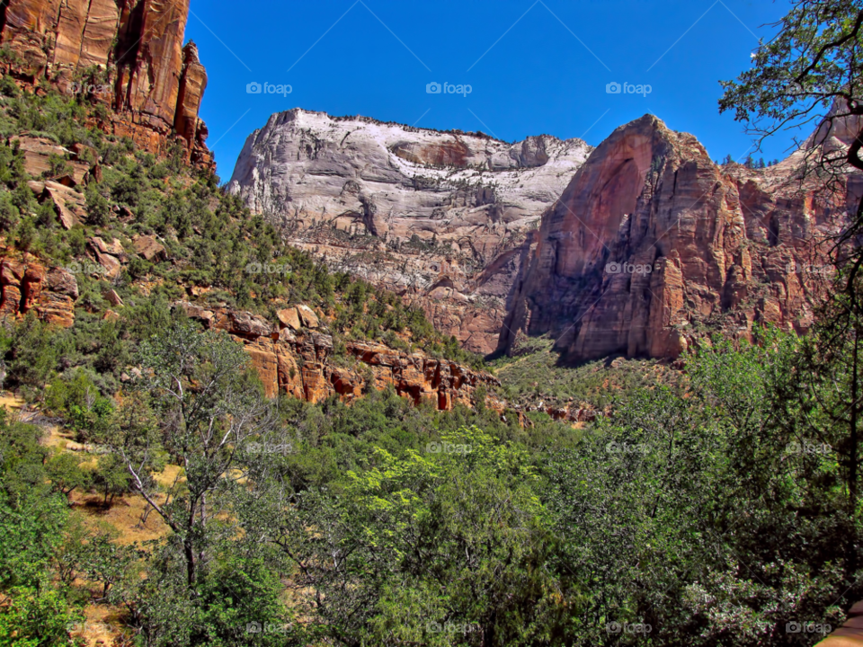 trees scenic rock zion canyon np by landon