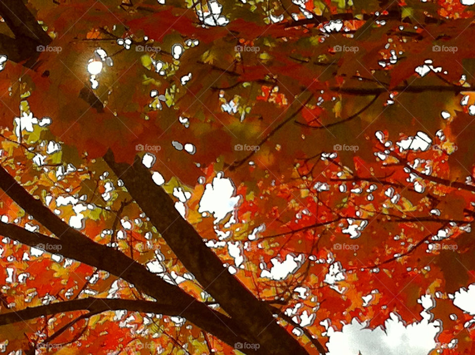 tree orange leaves fall by tplips01