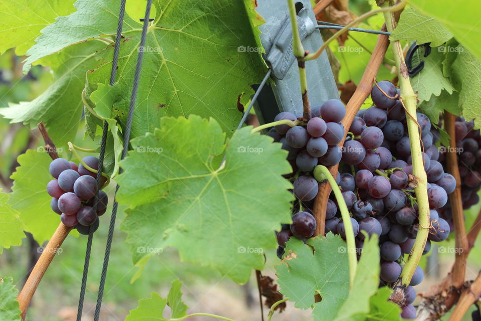 Grapes in vineyard 