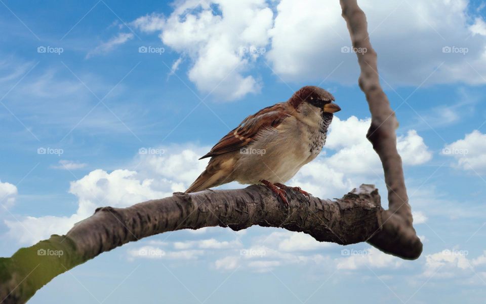 Beautiful and colourful bird