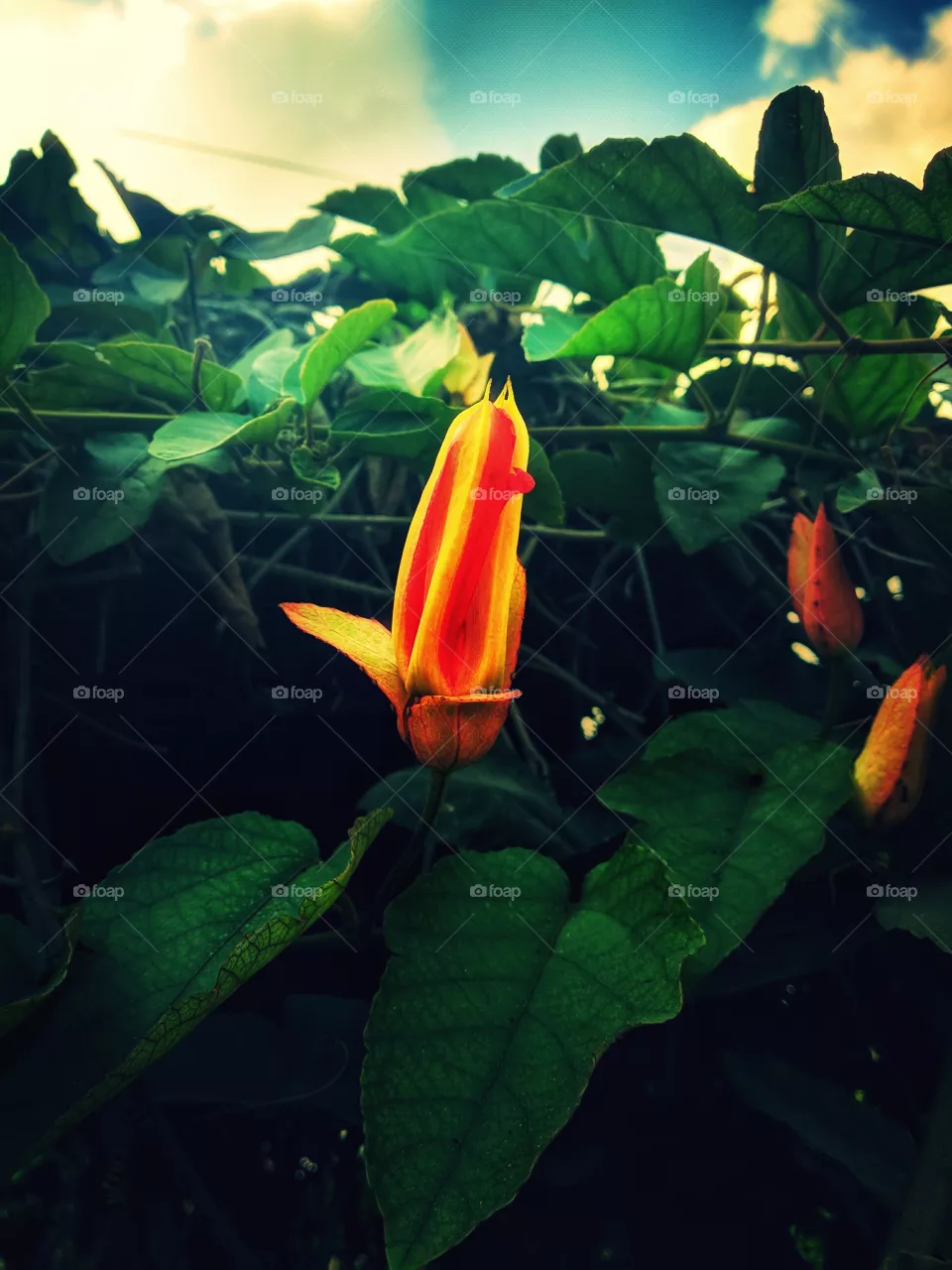 flower buds