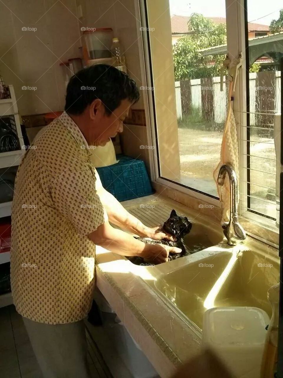 Dad bathing cat