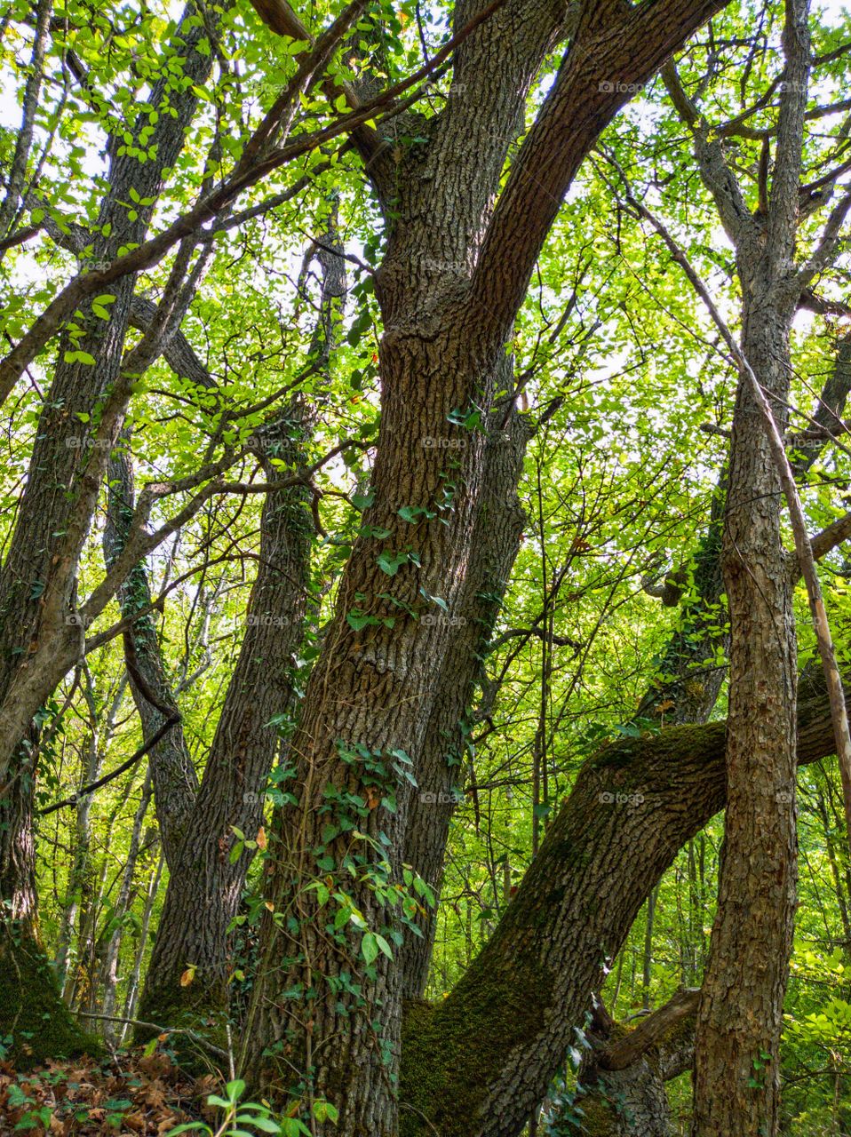 Trees in the forest. Nature.