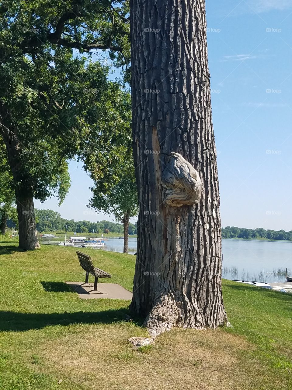 Burl on tree