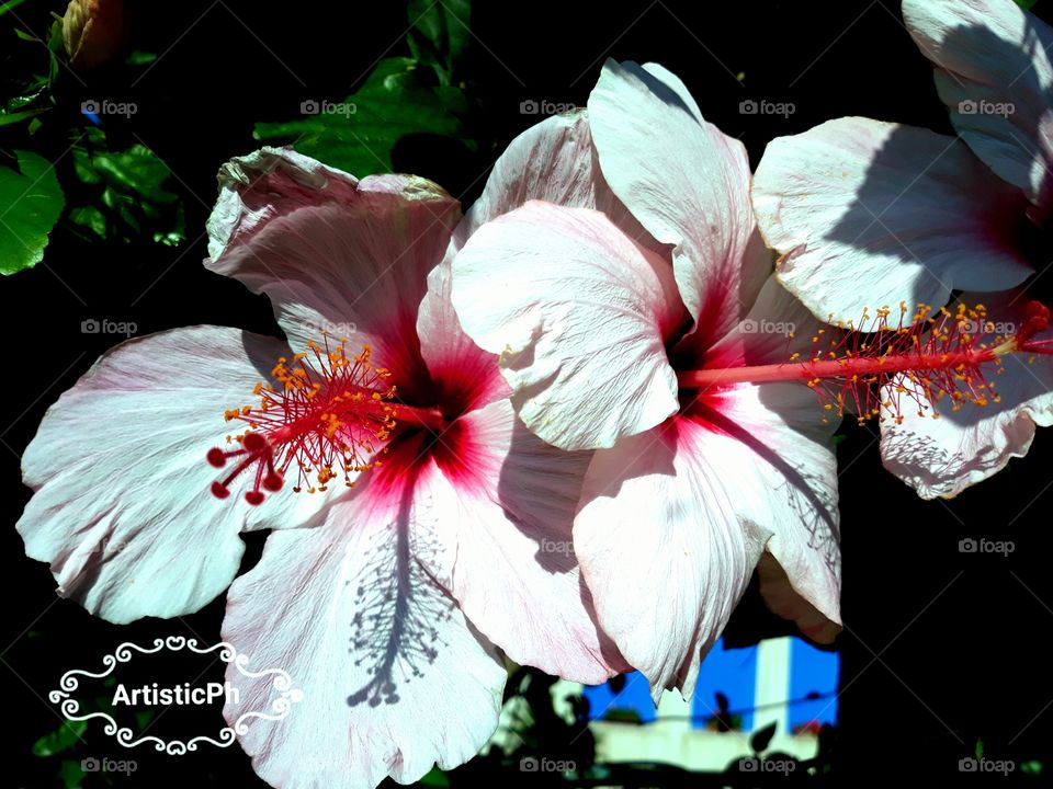 Natural beautiful hibiscus