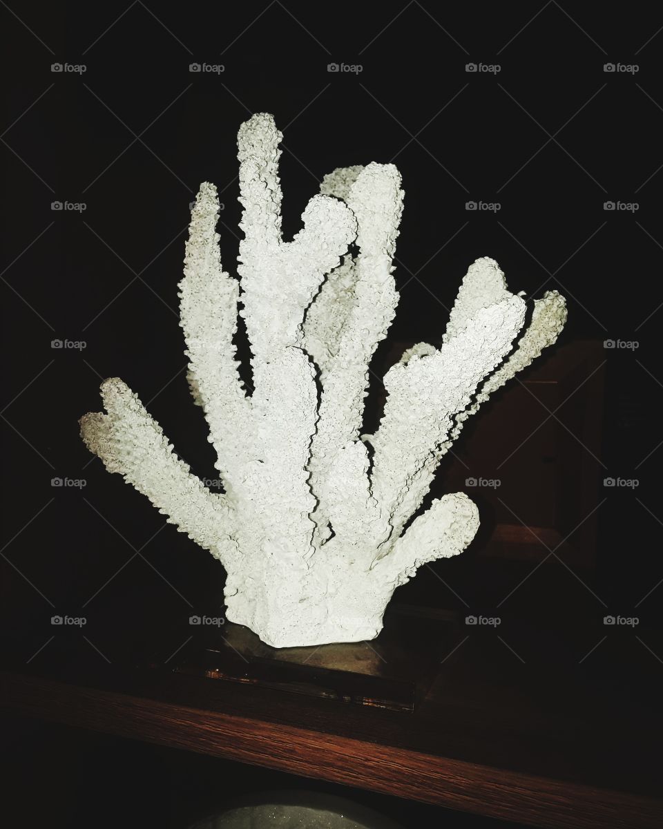 WHITE CORAL