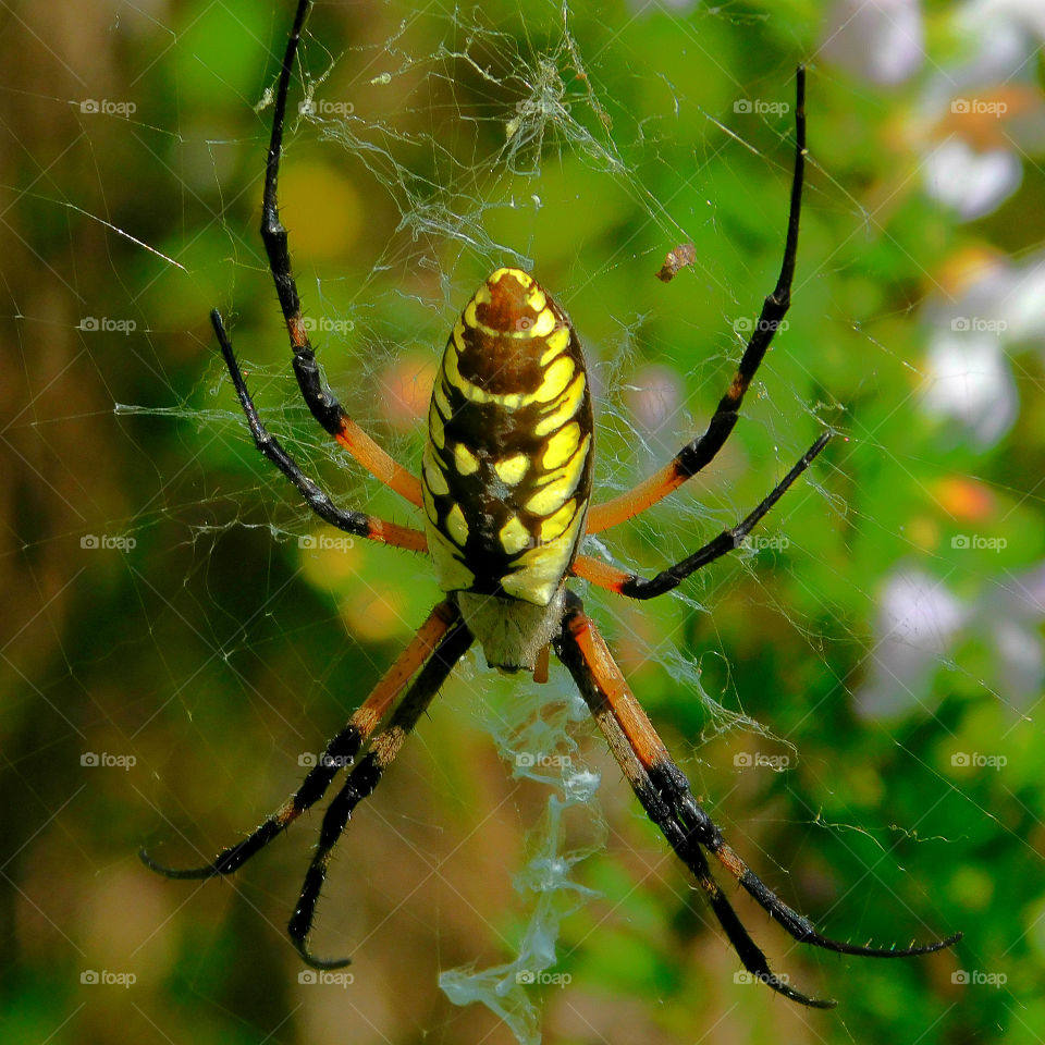 Black and Yellow Argiope Spider! I spotted this big fellow near a pond on the military reservation! Argiope spiders have a silver caraspace and yellow-and-black markings! They have poor vision (good for me 😂),and are sensitive to vibration and air currents!