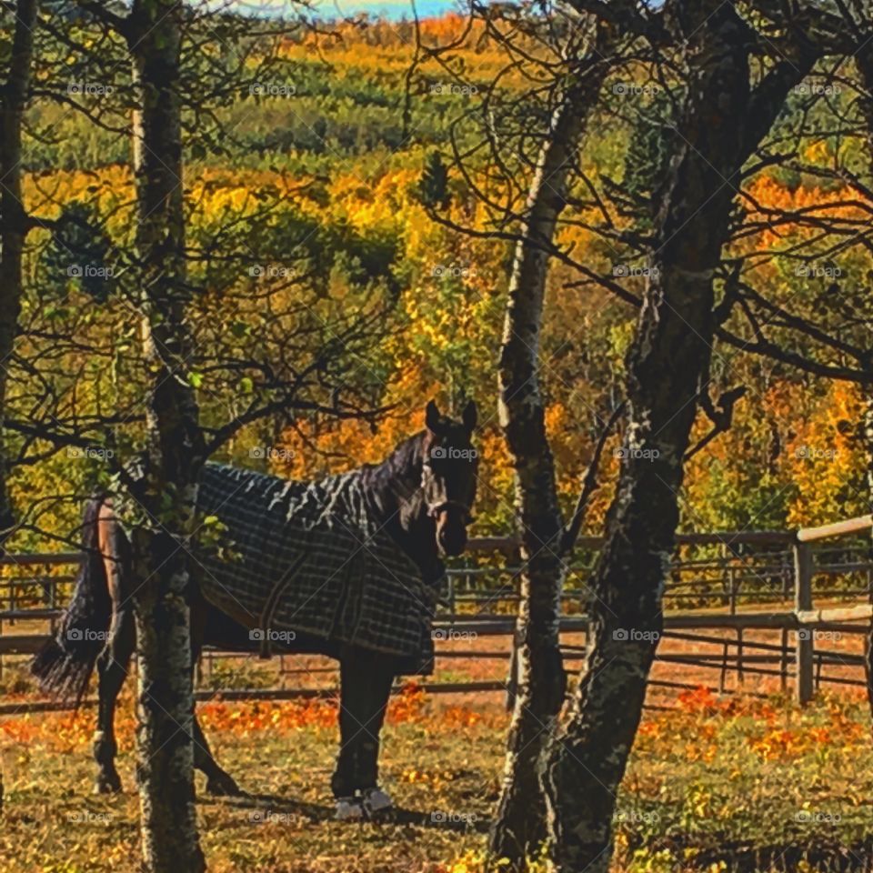 horse outside in the fall 
calgary AB canada 