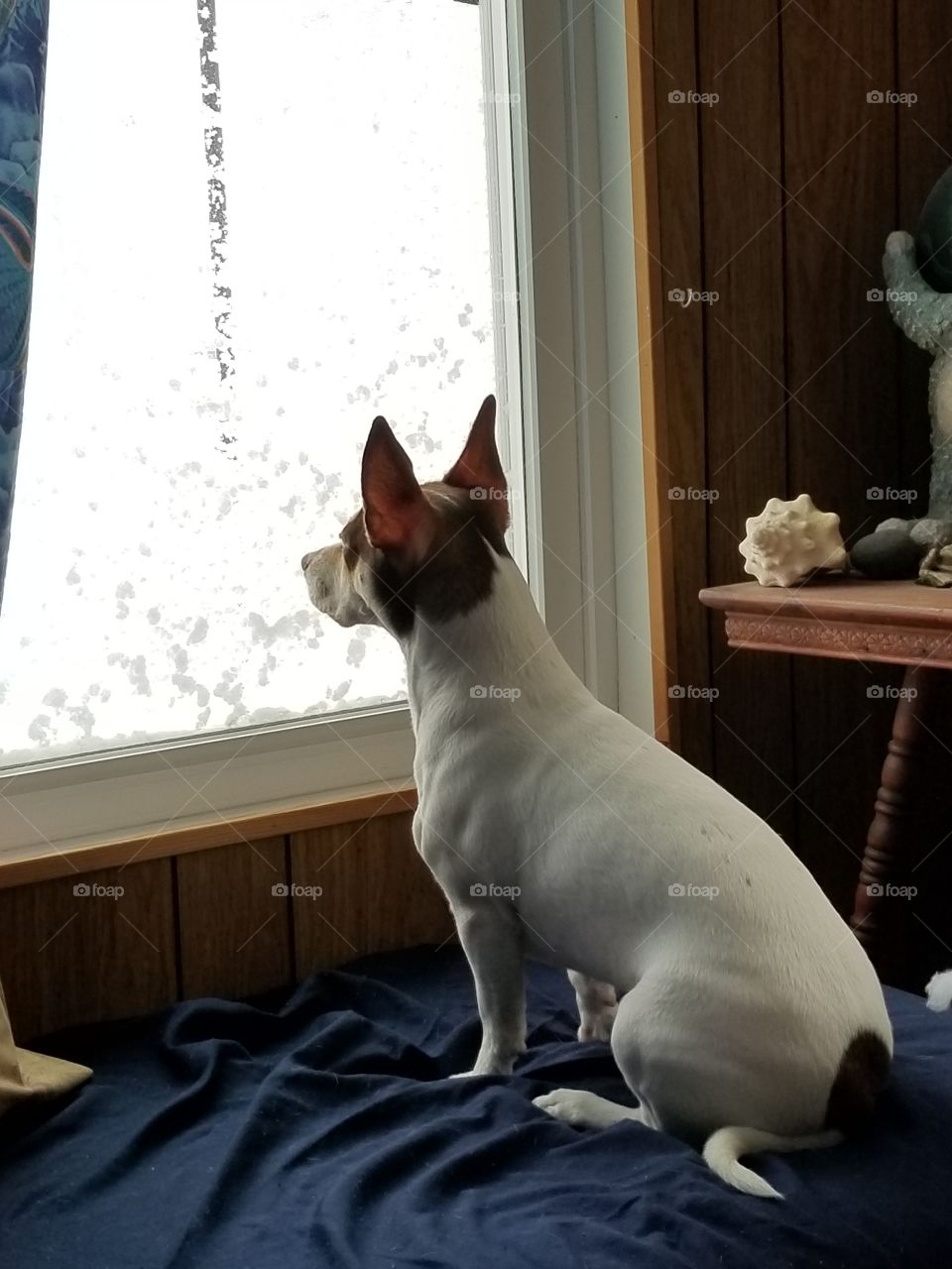 watching the snow
