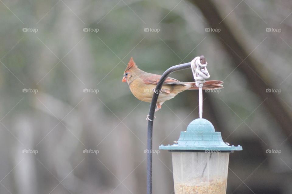 Female Cardinal bird perched on top of a feeder 