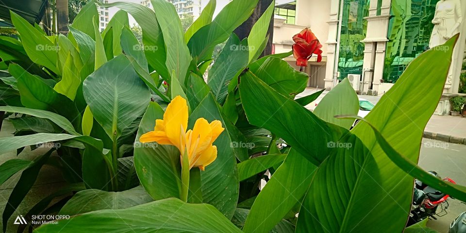 # beautiful flowers# colourful# flora# outdoor# leaf# just a click# botanical# outside my office#