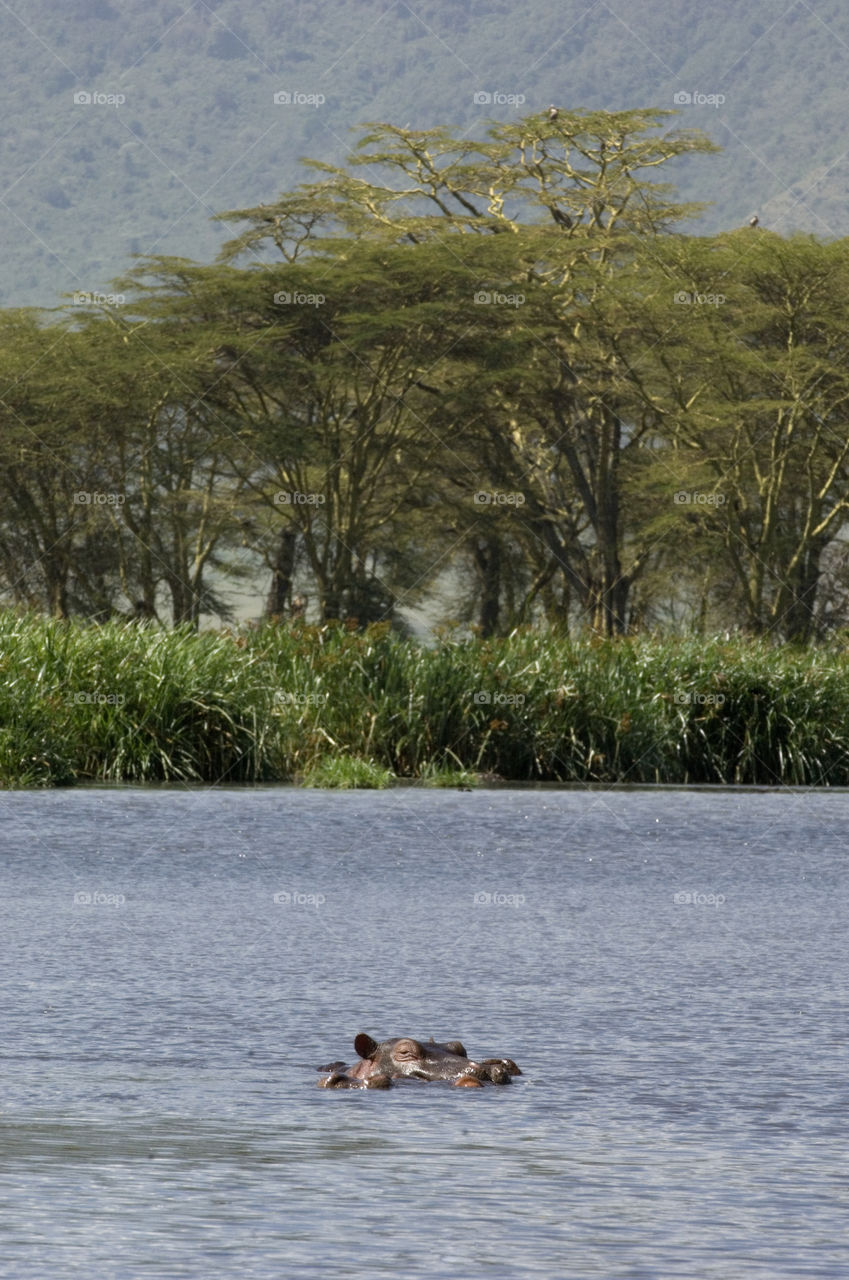 Hippo in lake in  Ngorongoro Crater Tanzania Africa.