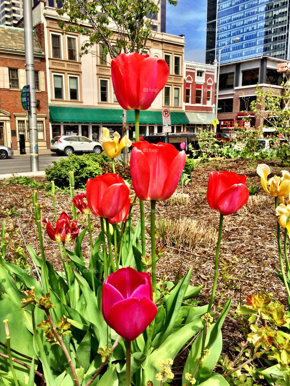 Tulips in the city 