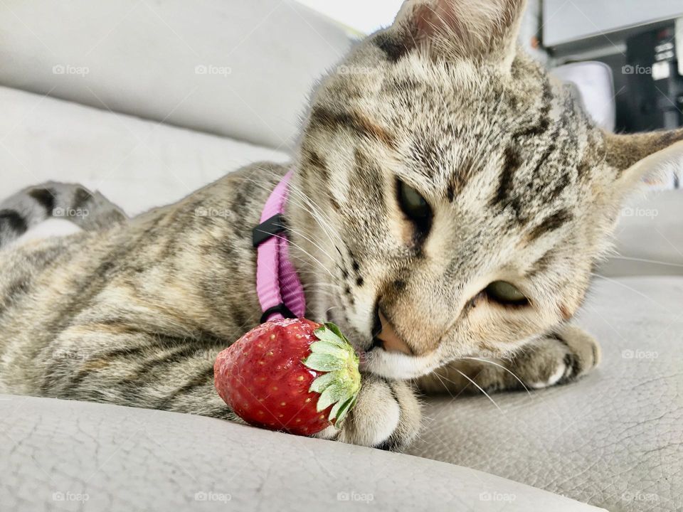 The cat and the strawberry