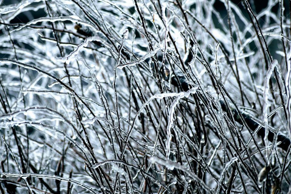 Ice tree branches