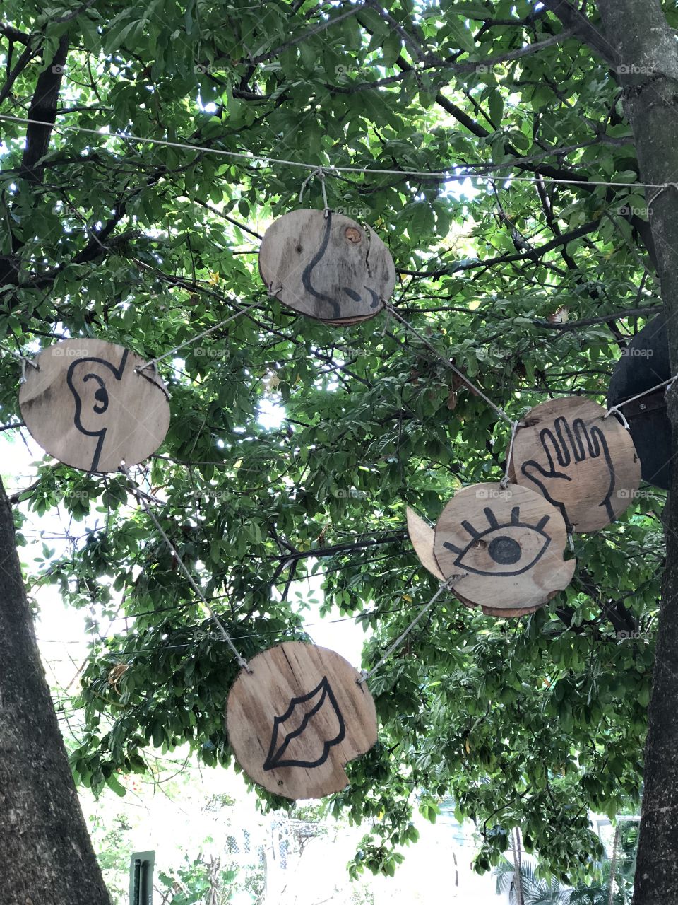 The five senses art being presented in a tree