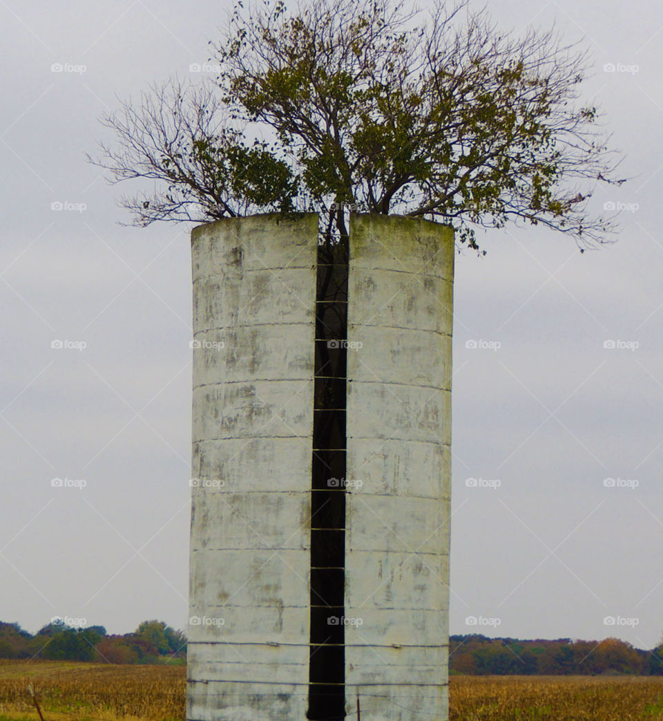Tree grows out of silo