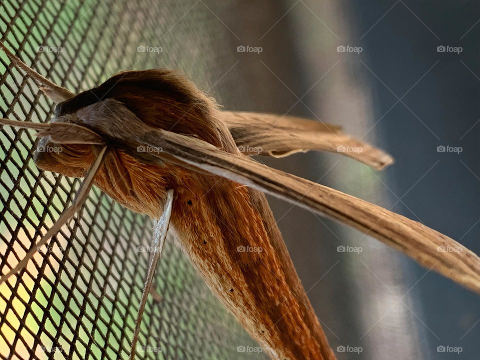 Tersa Sphinx Moth Amazing Creature Hanging Out Inside The Screen Enclosure In The End Of The Day