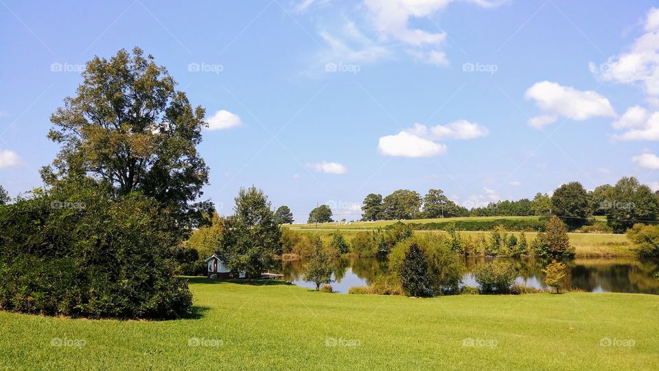 Tree, Landscape, Grass, No Person, Outdoors