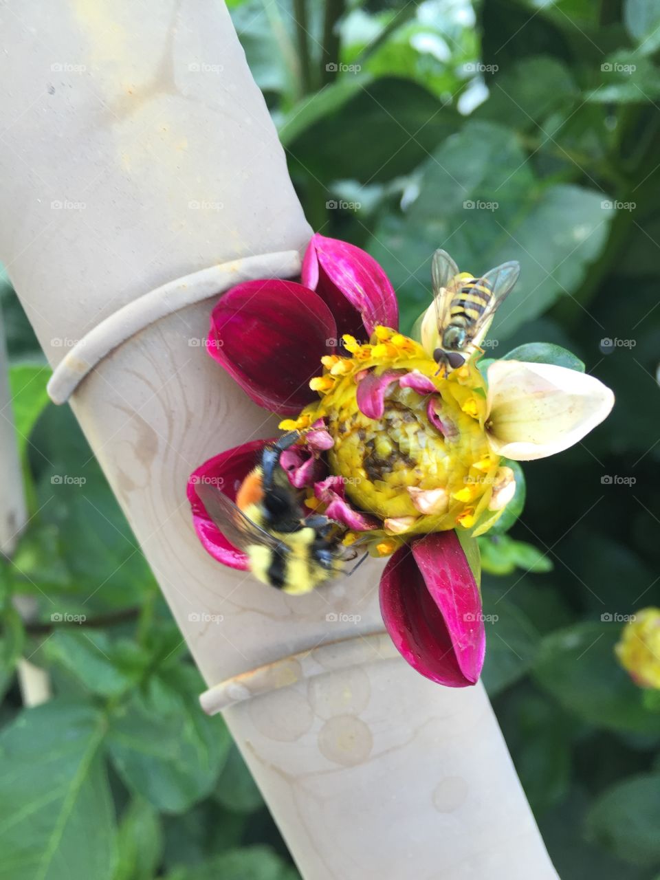 Garden decoration with single flower centred with honey bee and wasp. 