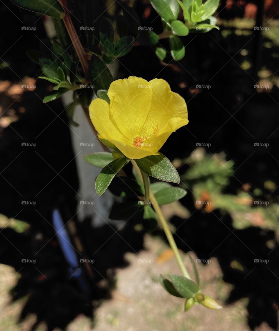 🌹 🇺🇸 Very beautiful flowers to brighten our day.  Live nature and its beauty. Did you like the delicate petals? / 🇧🇷 Flores muito bonitas para alegrar nosso dia. Viva a natureza e sua beleza. Gostaram das pétalas delicadas? 