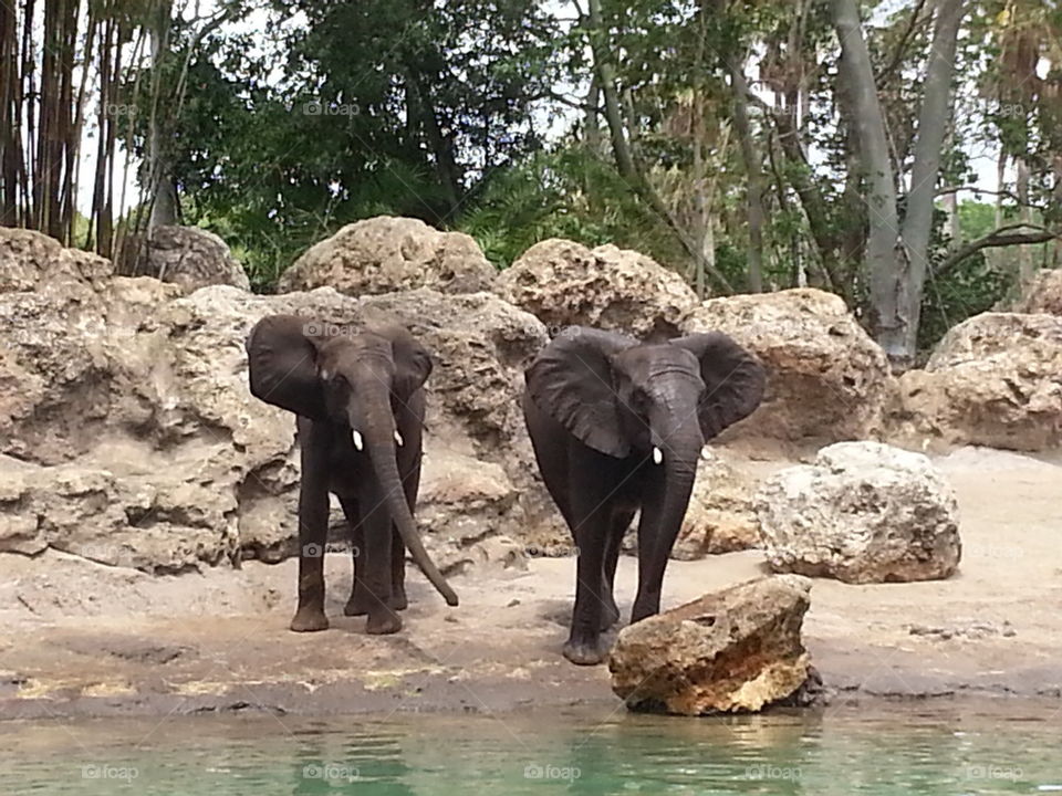 African Elephants