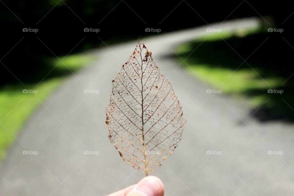 Natural Leaf Art