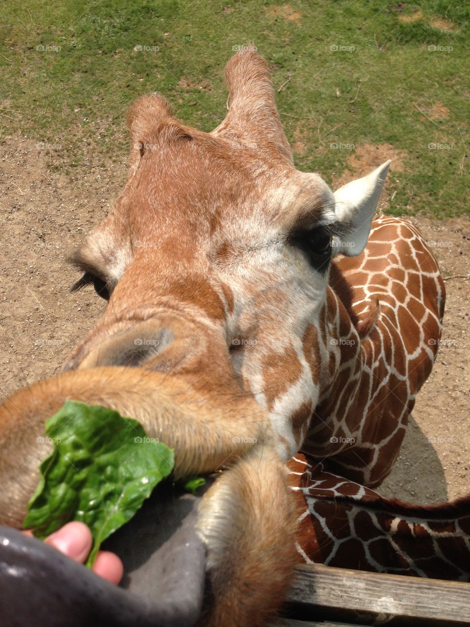 giraffe eating lettuce