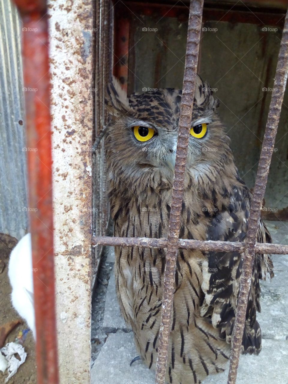 beautiful eyes of owl