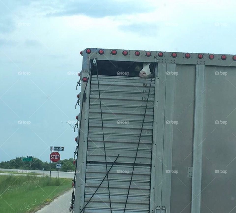 Cow On Livestock Trailer  