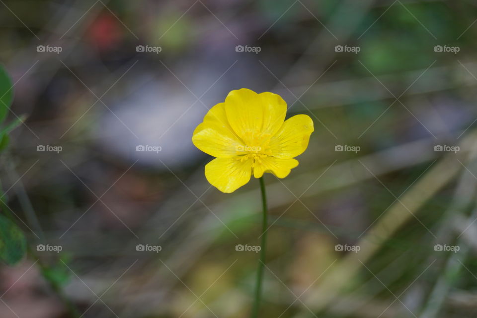 уellow buttercup