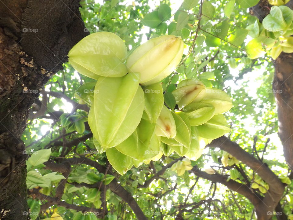 Star fruit