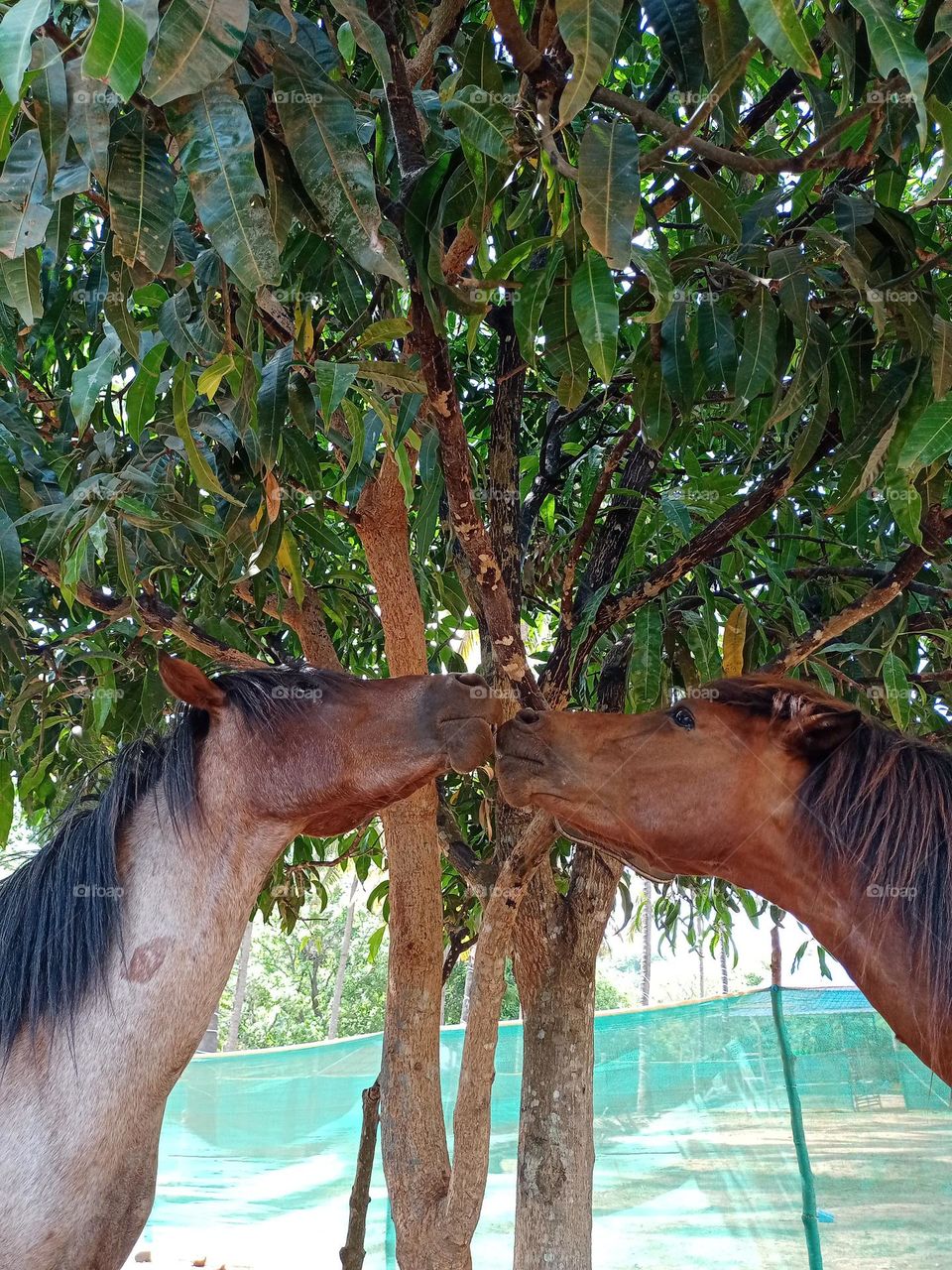 two indian hour's kissing clousup photo with nice green background