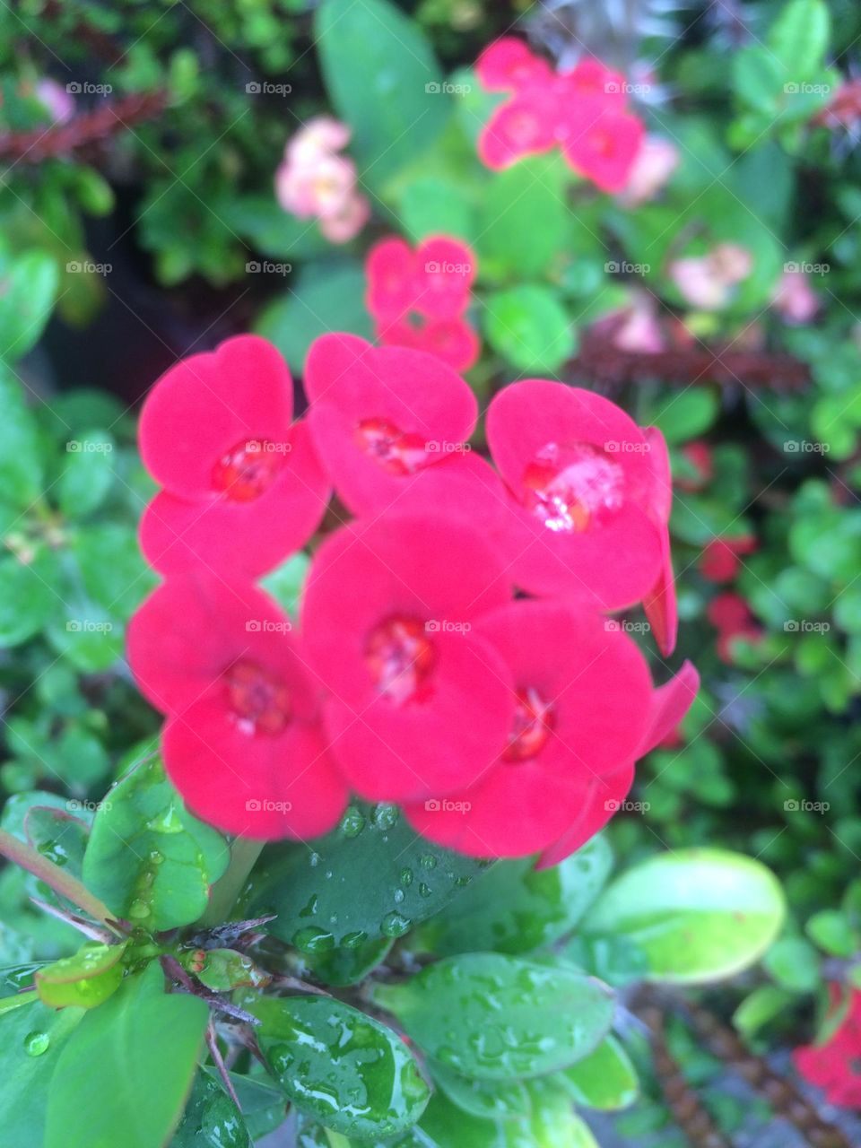 Crown Of Thorn In My Garden 