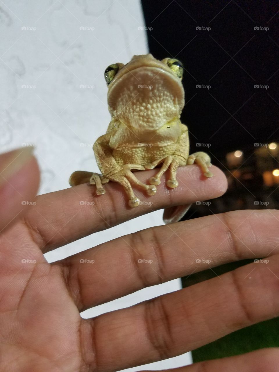 Found this sticky fingered fella late at night!