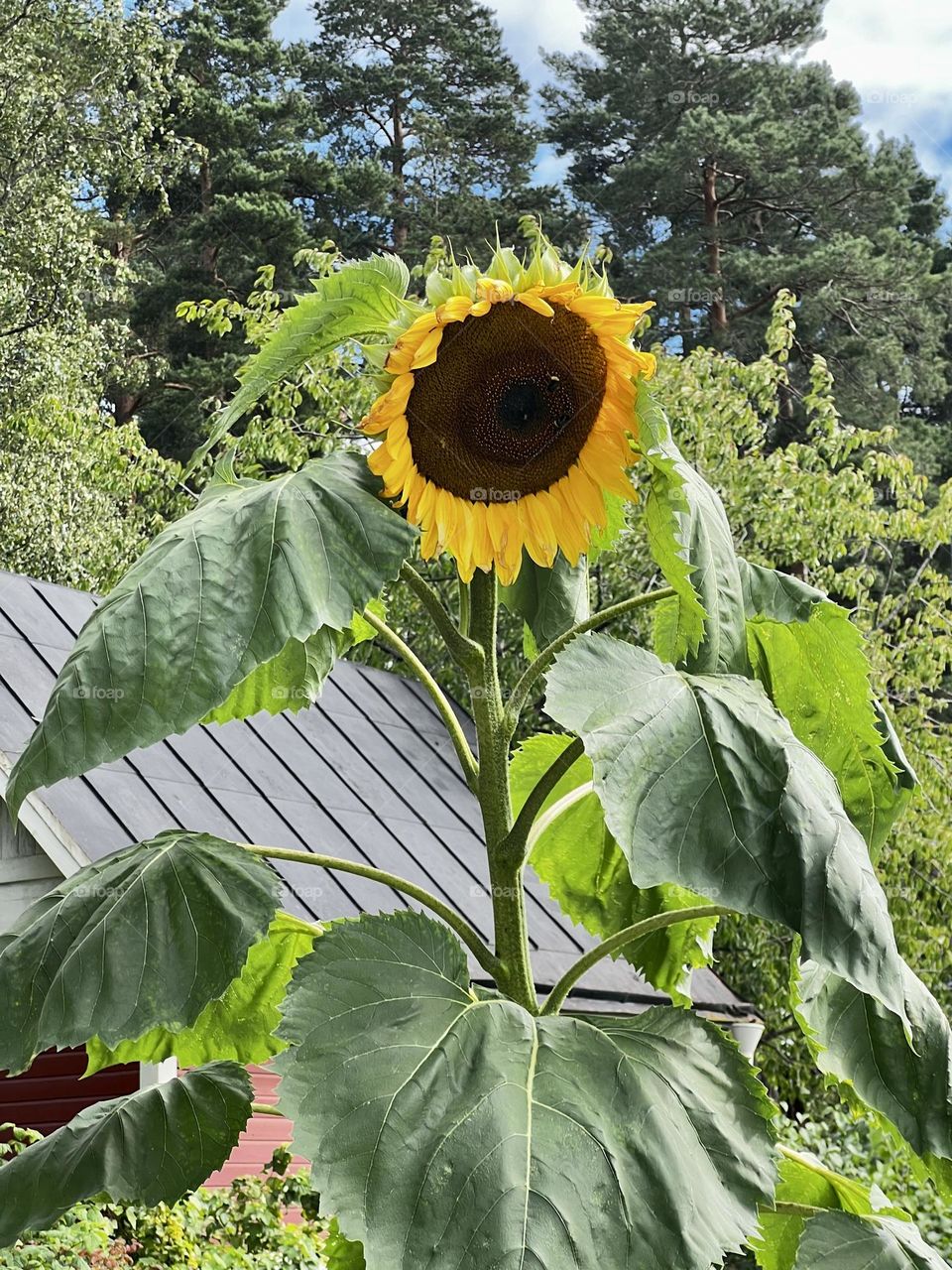 Sunflower