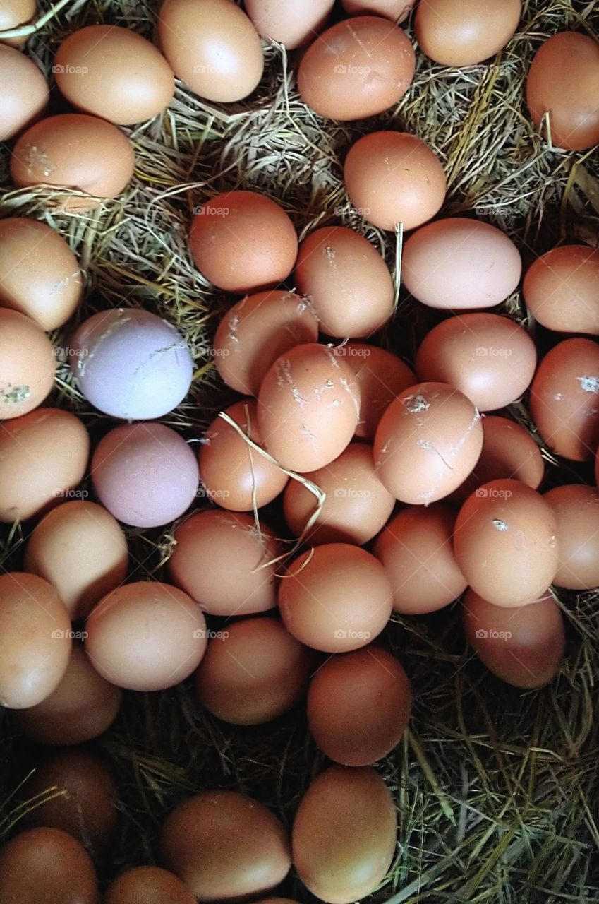 Chicken eggs