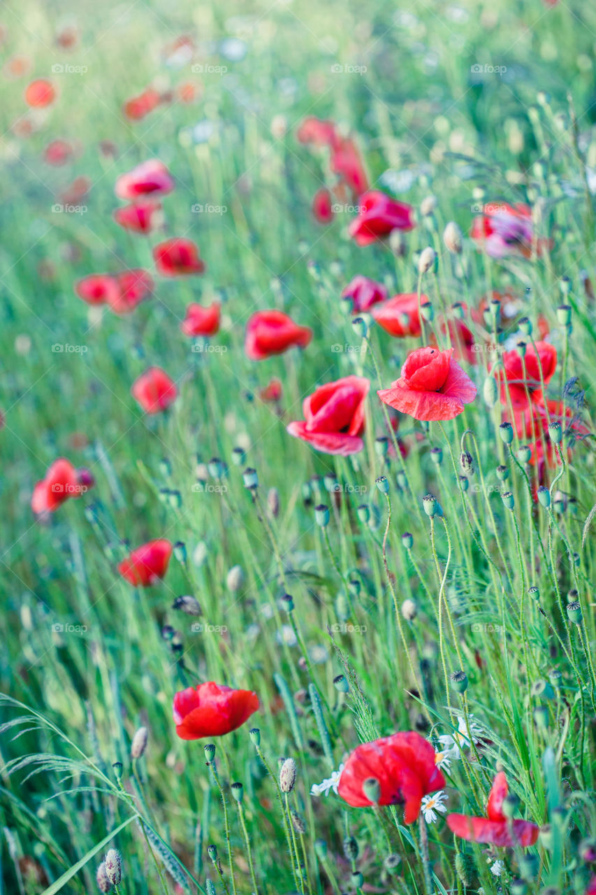 Poppies flowers and other plants in the field. Flowery meadow flooded by sunlight in the summer