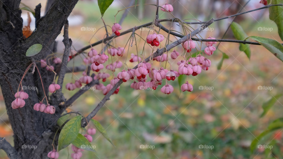 the fruit of winged spindle tree
