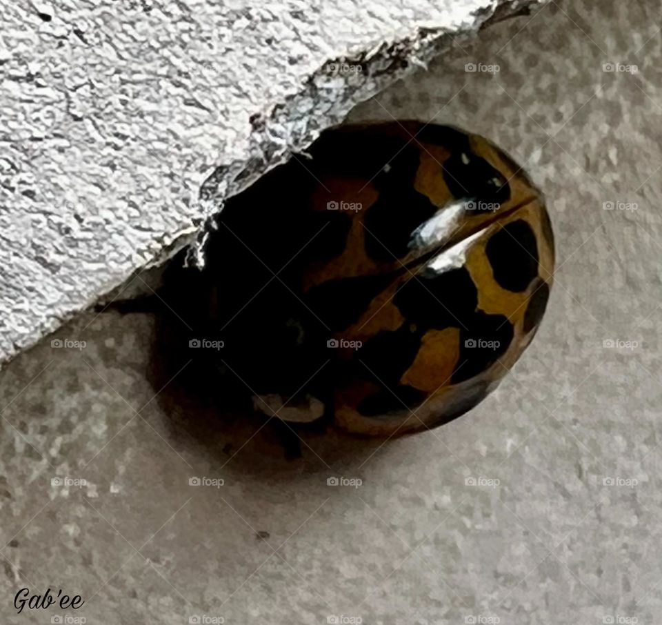 Beetle juice #Asianladybeetle