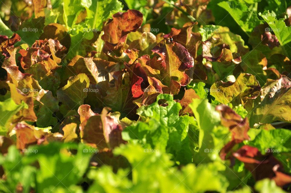 Leaf, Nature, Flora, Food, Growth