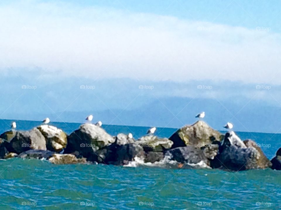 Oceanside Seagulls