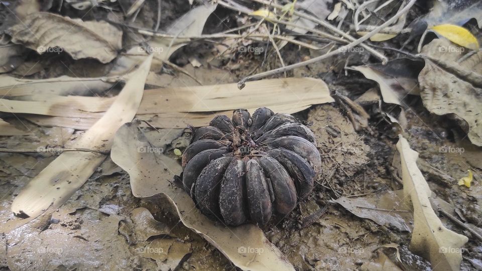 Hura Crepitans, a Dangerous Tree with Exploding Fruit