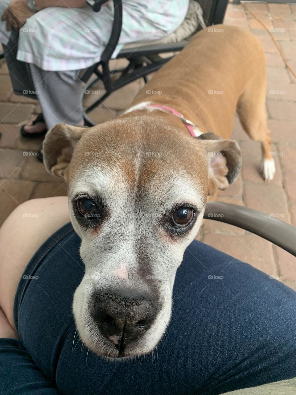 Old boxer dog