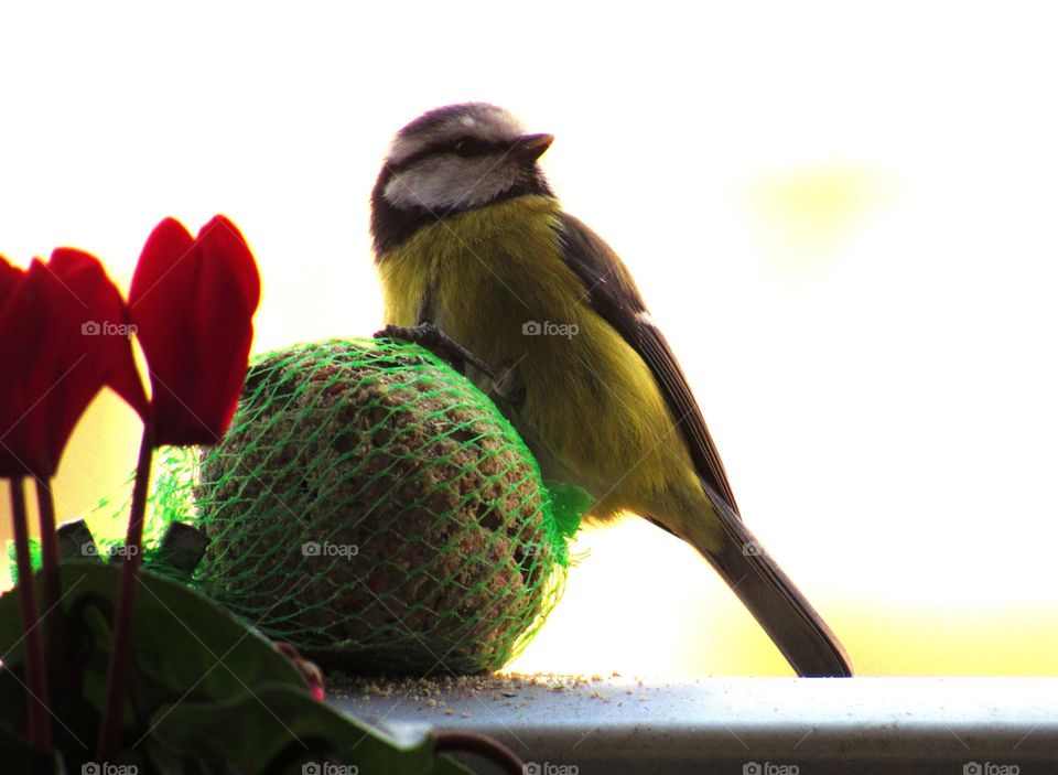 balcony friend