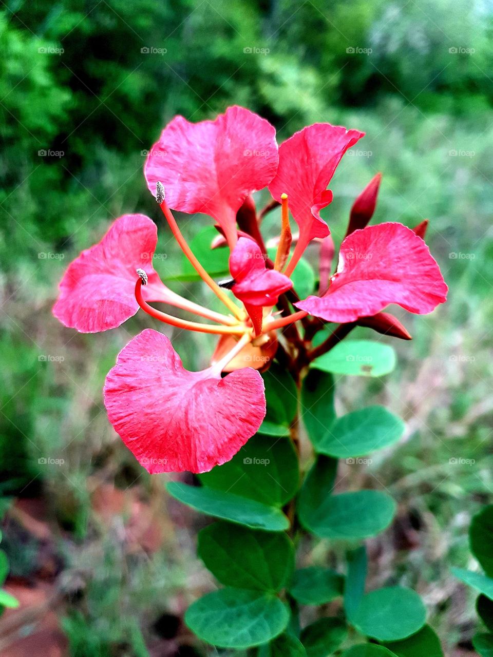 Wildflowers nature Expression of beauty