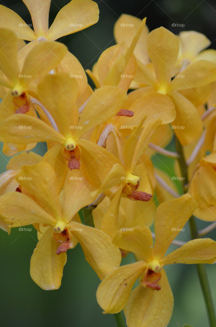 yellow macro orchid by CatherineGillam1984