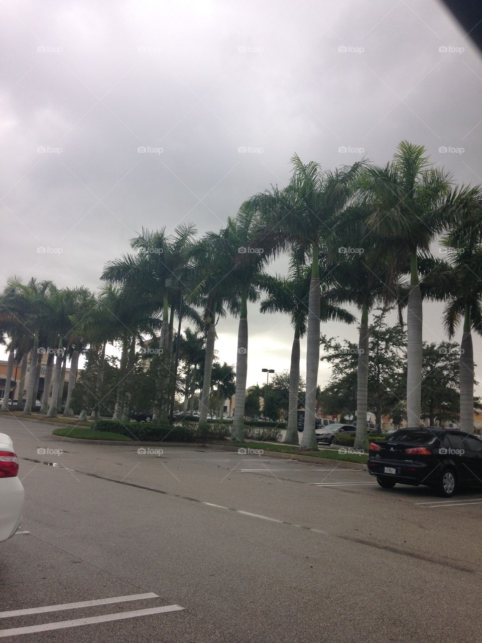 Parking lot palm trees