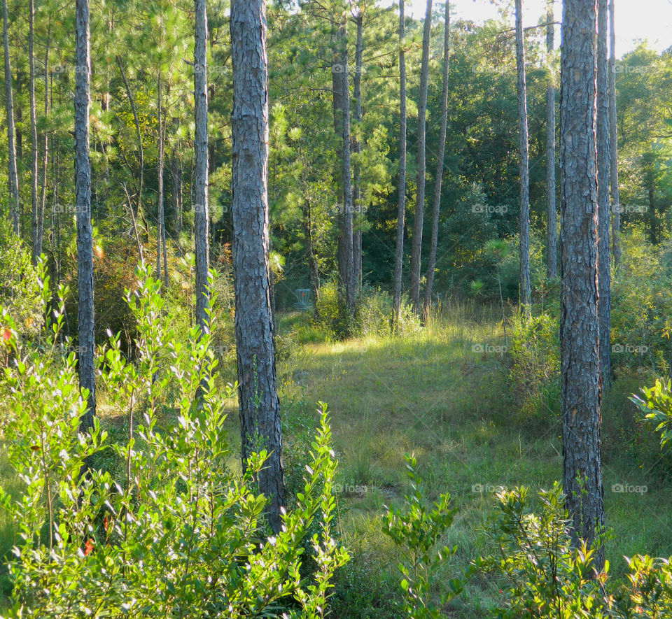 A Forest in every season! The forest's smell was fresh and organic! You could hear rustling as the wildlife scattered as the twigs were crunching under my feet. The trees were the towers of the forest. There are forests for all four seasons which display their own individual characteristics!